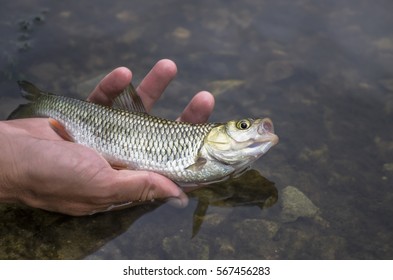 Small Fish In Hand. Releasing Chub