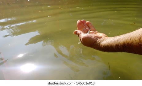 Small Fish In Man’s Hands Above The Water, Releasing Small Fish Into The Water, The Male Hand Holds A Small Fish