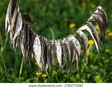 Small fish hang drying in a sunlit field. Yellow flowers dot the green grass behind. Fish are silvery with dark markings. Drying process suggests rural or traditional method
