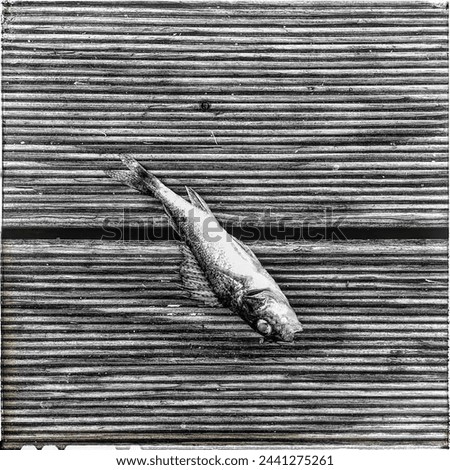 small fish on a wooden pier