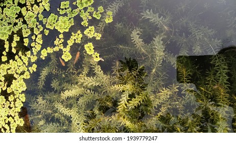 Small Fish Pond In The Backyard