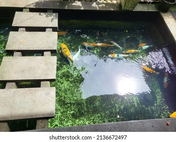 A Small Fish Pond Filled With Koi Fish With A Ladder To Cross Photographed In The Backyard Of A House