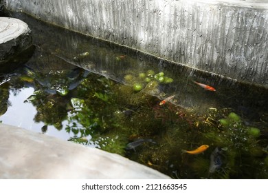 Small Fish Pond In The Garden