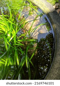 Small Fish Pond In Outdoor.