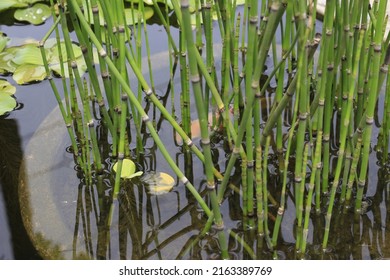 Small Fish Pond And Plants