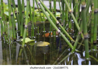 Small Fish Pond And Plants