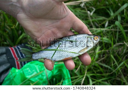 small fish roach in the palm of your hand