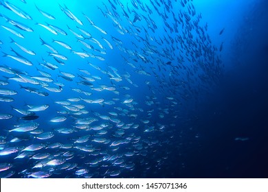 Lot Of Small Fish In The Sea Under Water / Fish Colony, Fishing, Ocean Wildlife Scene