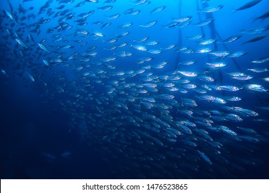 Lot Of Small Fish In The Sea Under Water / Fish Colony, Fishing, Ocean Wildlife Scene