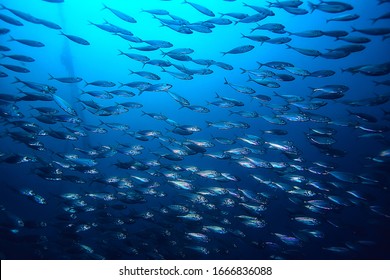 Lot Of Small Fish In The Sea Under Water / Fish Colony, Fishing, Ocean Wildlife Scene