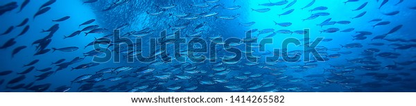 lot of small fish in the sea under water /\
fish colony, fishing, ocean wildlife\
scene