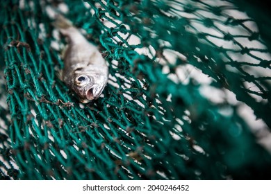 small fish stuck in a big fishing net