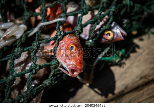 small fish stuck in a big\
fishing net