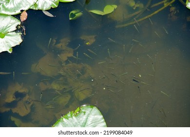 Small Fish Swimming In Lake. Freshwater In Fish Pond. Group Of Fish In Canal.Tropical Outdoor Aquarium. Cute Pet Fishes. Fishing Ecosystem. Creature. Life. Reflection. Marine. Baitfish. Under Water.