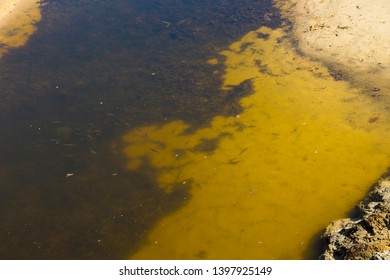 Small Fish Swimming In An Open Storm Water Drain In The City Of Bunbury, Western Australia Flows Into The Indian Ocean On Ocean Beach And Extends For Many Kilometers Through The City's Urban Landscape