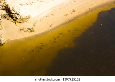 Small Fish Swimming In An Open Storm Water Drain In The City Of Bunbury, Western Australia Flows Into The Indian Ocean On Ocean Beach And Extends For Many Kilometers Through The City's Urban Landscape