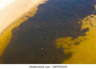 Small Fish Swimming In An Open Storm Water Drain In The City Of Bunbury, Western Australia Flows Into The Indian Ocean On Ocean Beach And Extends For Many Kilometers Through The City's Urban Landscape