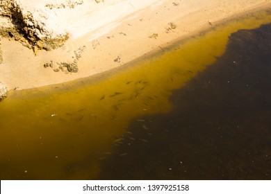 Small Fish Swimming In An Open Storm Water Drain In The City Of Bunbury, Western Australia Flows Into The Indian Ocean On Ocean Beach And Extends For Many Kilometers Through The City's Urban Landscape