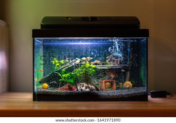 Small\
fish tank aquarium with colourful snails and fish at home on wooden\
table. Fishbowl with freshwater animals in the\
room