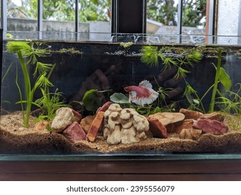 small fish tank with betta fish
