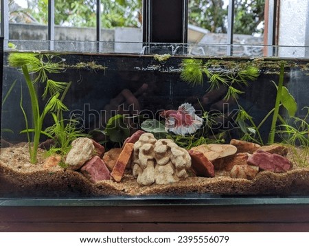 small fish tank with betta fish