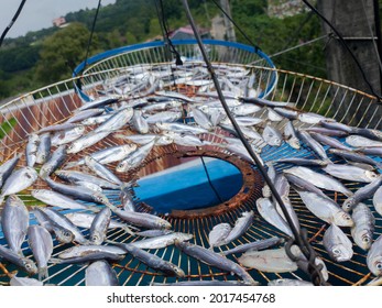 Small Fish That Are Dried In The Sun To Make Them Last Longer