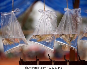 Small Fish In Small Transparent Plastic Bag For Sale For Fish Releasing Ritual In Traditional  Buddhism Ceremony In Thailand Such As New Year, Birthday, Songkran Festival And Loi Krathong Festival.