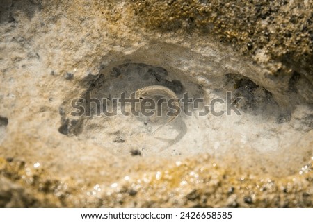 A small fish trapped inside a rock 
