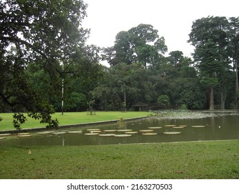 Small Fishpond Behind Bogor Palace