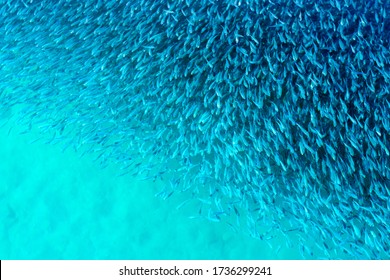 Small Fishs In A Flock View From Above Water In Deep Blue Sea