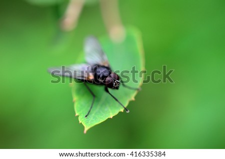 small flie sitting on green leaf macro photo