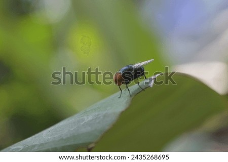 small flies hovering on the leaves