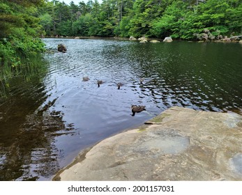 A Small Flock Of American Black Ducks Wading In The Pond That Is Littered With Pine Needles. Their Heads Are In The Water And Are Hunting For Food Under The Water. Both Birds Are Synchronized.