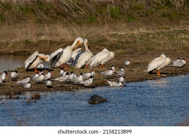 A small flock of American white pelicans on the shores of Lake Michigan with a flock of terns