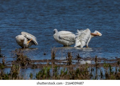A small flock of American white pelicans (Pelecanus erythrorhynchos)  on the shores of Lake Michigan