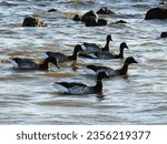 A small flock of brant geese swimming in the bay waters of the Sandy Hook Gateway National Recreation Area, Monmouth County, New Jersey.