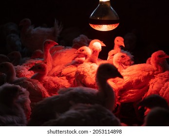 A small flock of chickens is under the lamp. The chickens are heated under a lamp. Farm in the countryside.