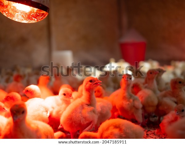 A small flock of\
chickens is under the lamp. The chickens are heated under a lamp.\
Farm in the countryside.