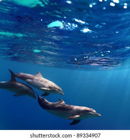 A small flock of dolphins playing in sunrays underwater