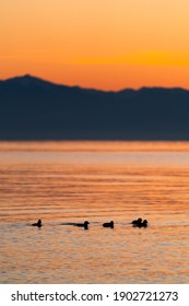 A Small Flock Of Ducks In Front Of The Olympic Mountain Range