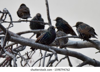 Small Flock European Starlings Sturnus Vulgaris Stock Photo (Edit Now ...