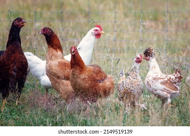 A Small Flock Of Hens In A Paddock. The Birds Are Kept For Eggs.