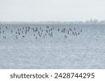 A small flock of migratory shorebirds in flight across an estuary in Australia