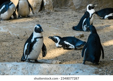 A small flock of penguins rest in the shade in a desert environment with sandy soil and white stones. - Powered by Shutterstock