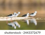 Small flock of Pied Stilt (Himantopus leucocephalus) wading though calm shallow water feeding. 