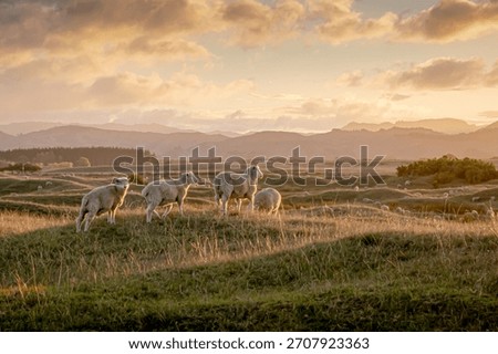 Small flock of sheep, biblical looking, standing on a grassy ridge at sunset in New Zealand