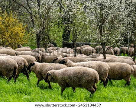 A small flock of sheep blocking a road
