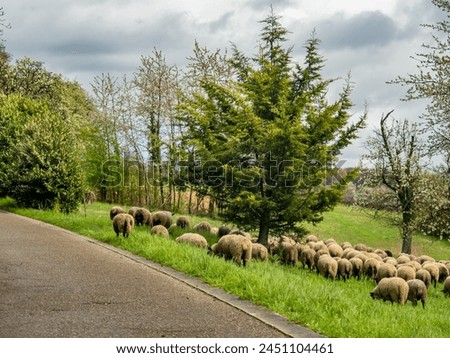 A small flock of sheep blocking a road