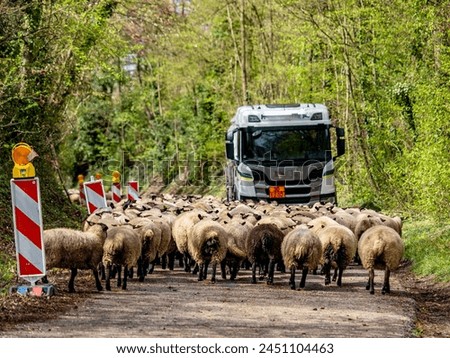 A small flock of sheep blocking a road
