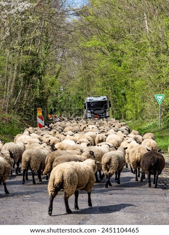 A small flock of sheep blocking a road